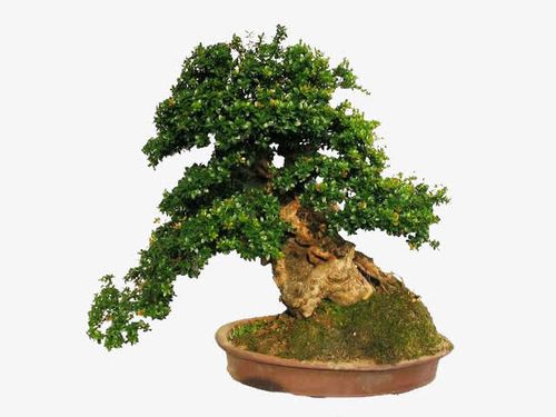 關(guān)鍵詞 : 產(chǎn)品實物,盆栽設(shè)計素材,宣傳單素材