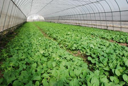山東省蔬菜種植行業企業