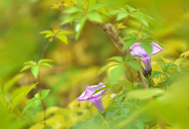 唯美牽牛花圖片花卉野花牽牛花