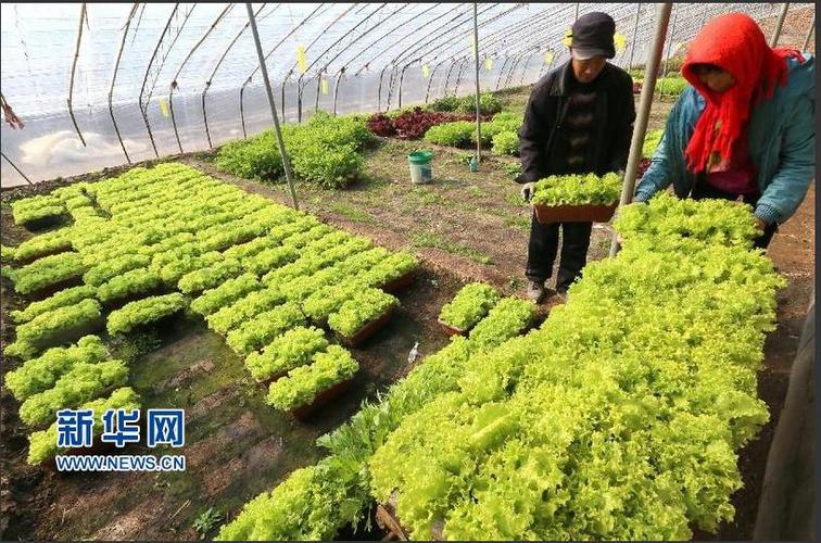 據悉,"盆栽蔬菜"是采用基質無土栽培技術培育,成