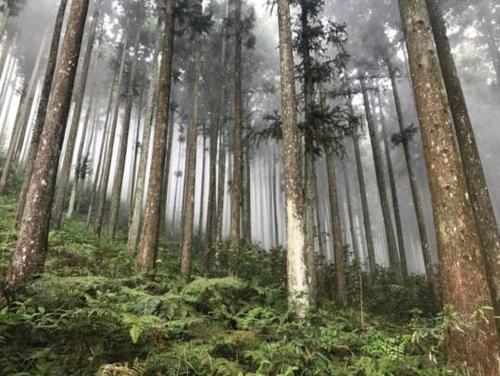 臺灣團(tuán)隊(duì)推出「林木身分證」結(jié)合區(qū)塊鏈