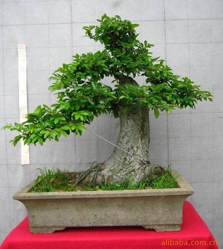 榆樹老樁盆景怎樣栽植的8個(gè)注意事項(xiàng)