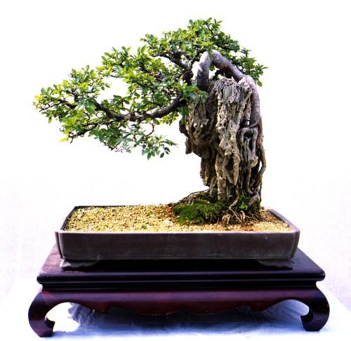 盆景藝術(shù)欣賞千姿百態(tài)