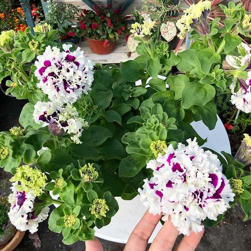 推薦垂吊盆栽陽臺(tái)花卉愛慕矮牽牛花苗