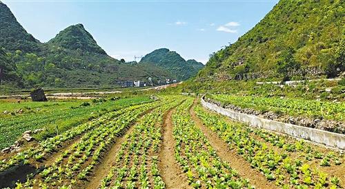 新技術,培育新市場,把一塊塊小田埂變成了供港蔬菜大基地,探索出了一