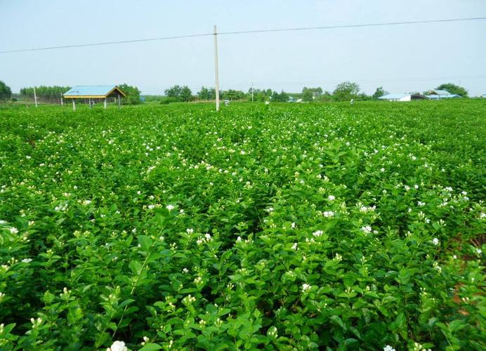 p>橫州茉莉花,廣西壯族自治區(qū)橫州市特產(chǎn),中國國家地理標志產(chǎn)品.