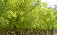 林木種子_主營(yíng)產(chǎn)品_南昌市青山湖區(qū)華凱祥園藝銷(xiāo)售中心