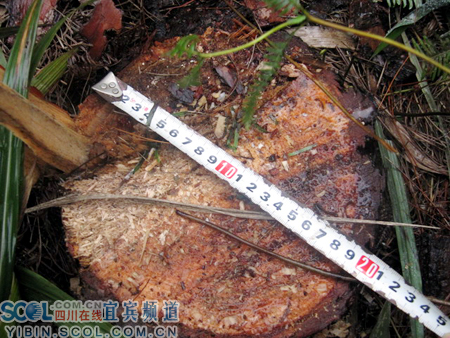 宜賓:翠屏區(qū)“冬季戰(zhàn)役”重拳出擊 查處一起濫伐林木案(組圖)-滾動(dòng)