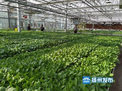 【鄉(xiāng)村振興·視頻】高科技賦能蔬菜種植,工廠化一年育出500萬株“致富苗”