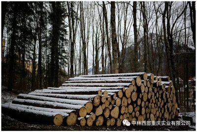 《重慶市林產品加工貿易發(fā)展規(guī)劃(2019-2025年)》專欄介紹貿易港項目
