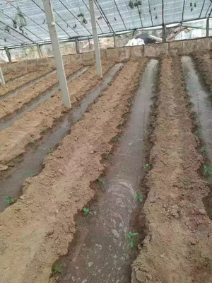 【植?！壳锊缡卟硕ㄖ埠?四步培育壯棵