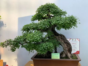 2019中國(guó) 東盟博覽會(huì)林木展盛大開幕 3天免票 火爆全城