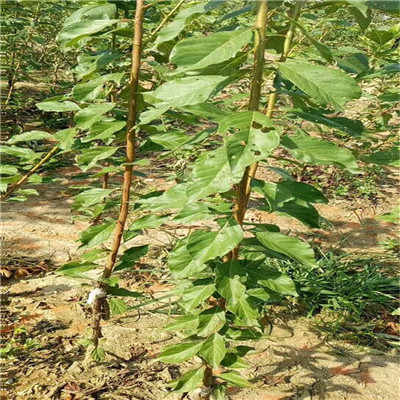阿勒泰地區(qū)西梅藍(lán)蜜李子苗畝產(chǎn)多少斤 詳情咨詢