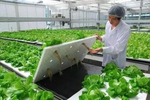 植物工廠 90 不盈利,但產(chǎn)品符合消費(fèi)趨勢(shì),未來價(jià)值可期