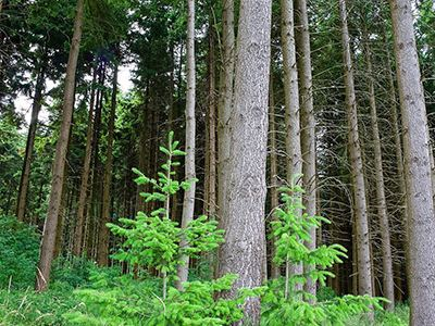 襄陽市正式建立首批市級(jí)林木種質(zhì)資源保存庫