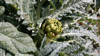 朝鮮薊,植物,水果,果園,韋爾塔,蔬菜,培養(yǎng),字段,食品,收獲