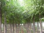 有品質(zhì)的林木種植推薦:靈川林木種植-桂林江泰投資提供有品質(zhì)的林木種植推薦:靈川林木種植的相關(guān)介紹、產(chǎn)品、服務(wù)、圖片、價格房地產(chǎn)開發(fā)、土地、園林綠化、林木種植、房地產(chǎn)投資、房屋、