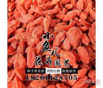 【廠家批發(fā)林木種子枸杞種子價(jià)格包發(fā)芽紅枸杞種子銷(xiāo)售】沭陽(yáng)縣扎下鎮(zhèn)小魚(yú)兒花卉園藝場(chǎng) - 產(chǎn)品庫(kù)
