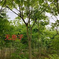 江西[產(chǎn)品]/江西無患子4價(jià)格/報(bào)價(jià)